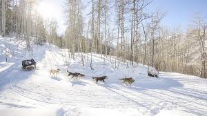 Krabloonik Dogsledding