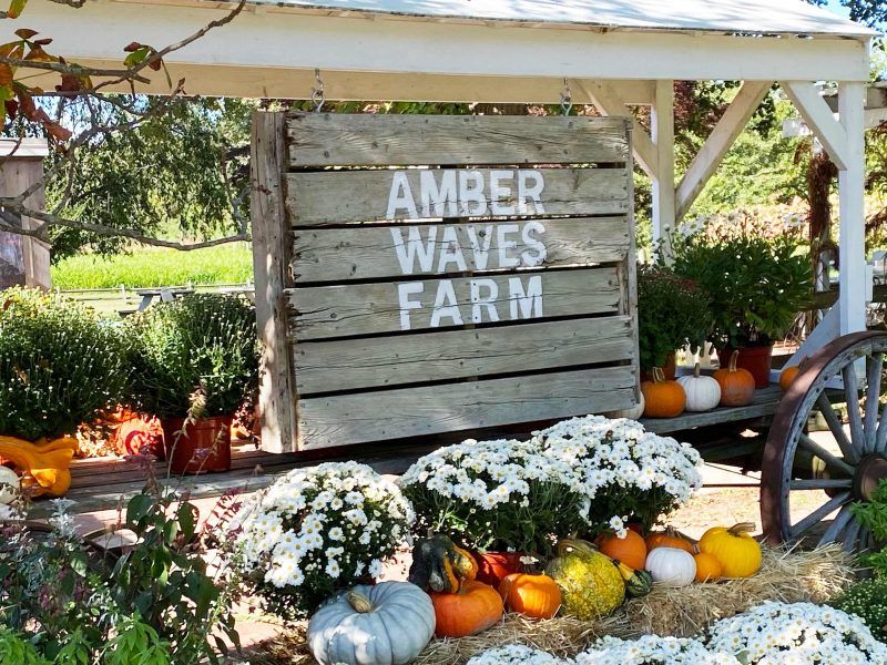 Amber Waves Farm