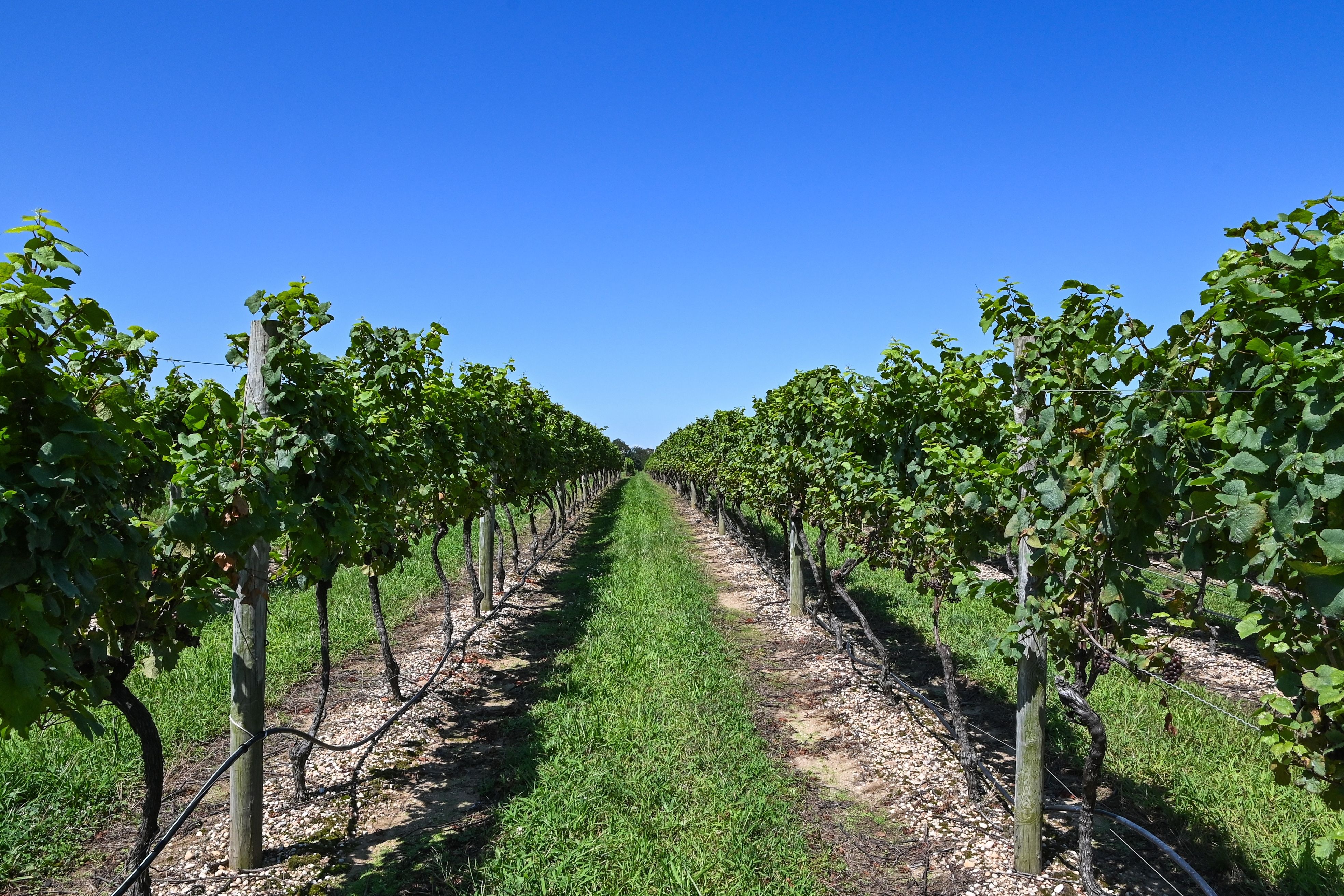 Long Island’s East End Vineyards