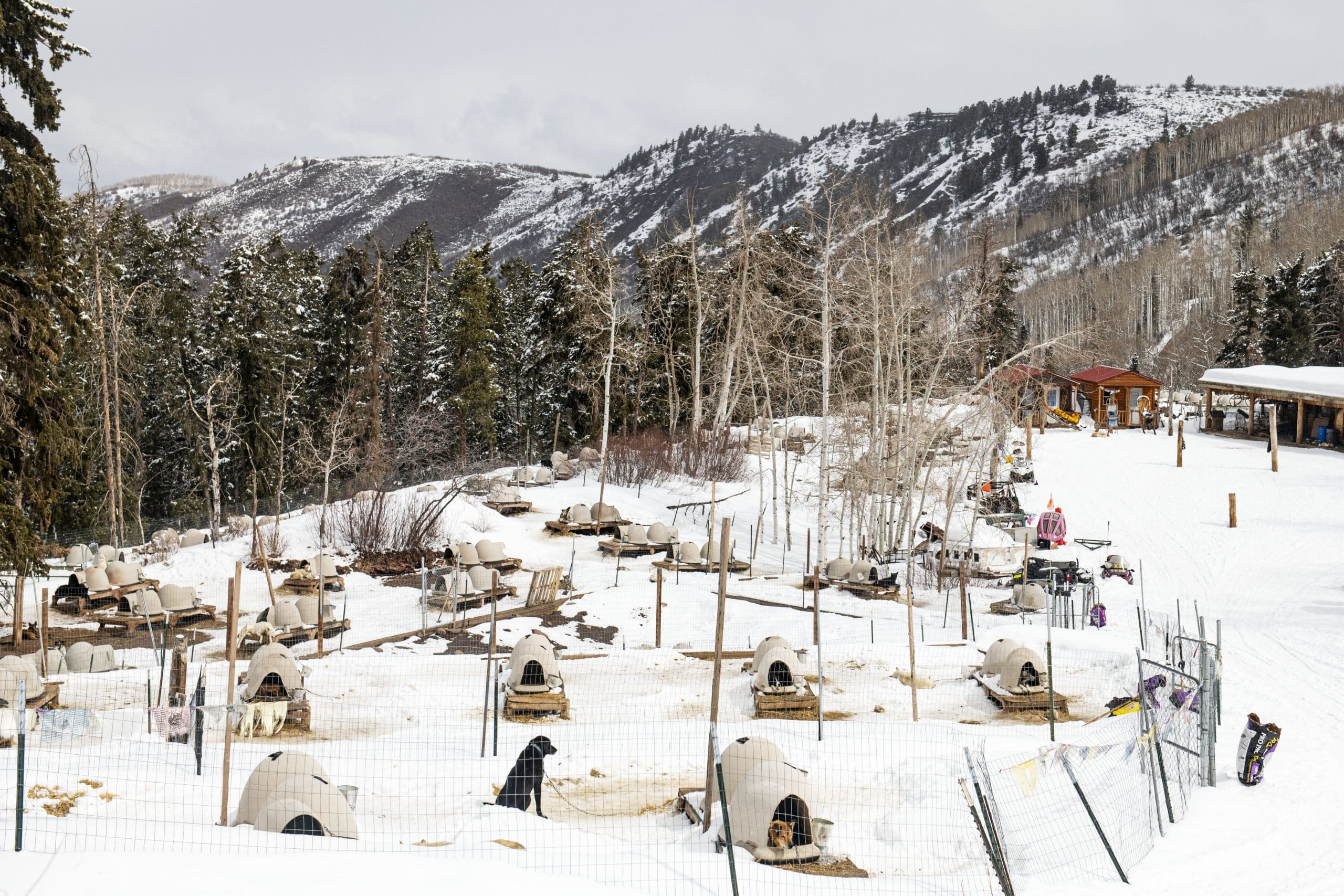 Krabloonik Dogsledding