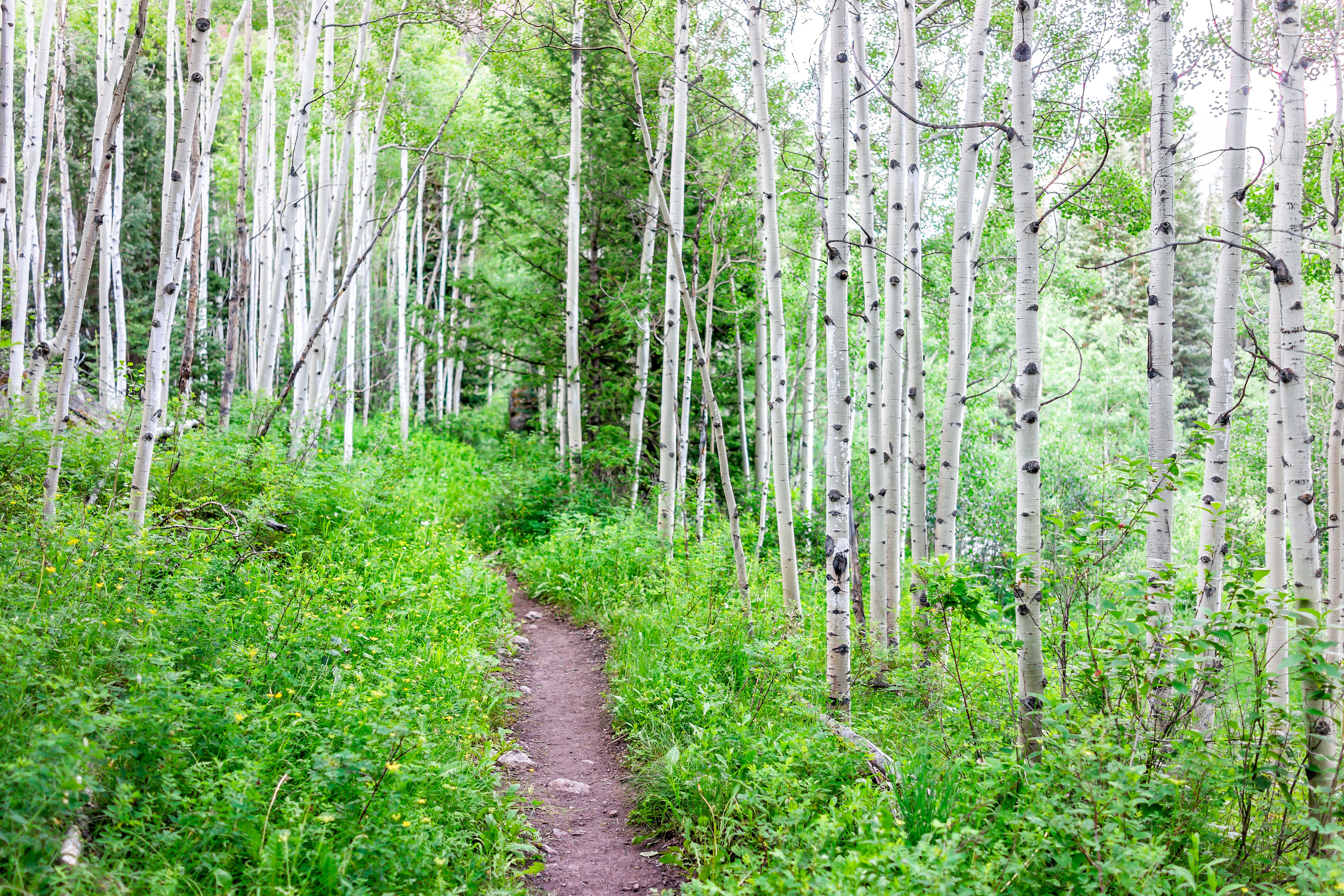 Snowmass Wildflower Hikes